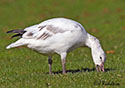 Chen caerulescens